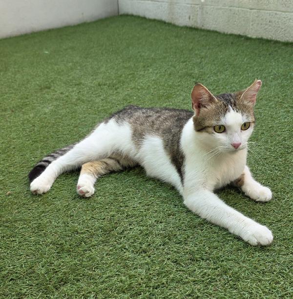 CESIRA GATTINA  Foto 2